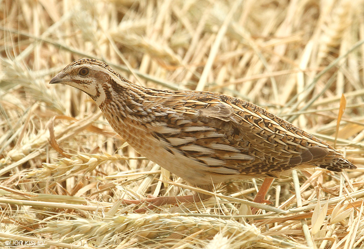   Common Quail Coturnix coturnix    Yotvata ,Arava valley ,13-03-12. Lior Kislev